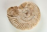 Jurassic Ammonite (Perisphinctes) Fossil - Madagascar #203927-1